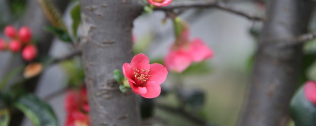 海棠开花后如何处理 海棠开花后处理办法