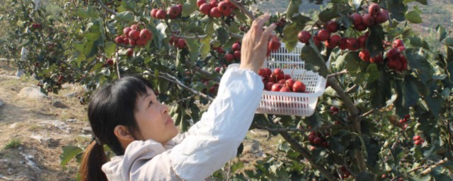 红果树怎么种植? 红果树如何种植