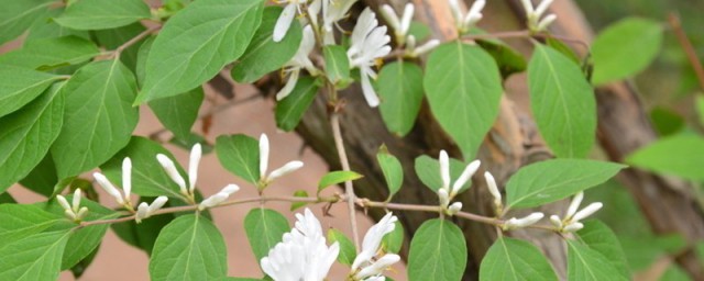 金银花枯黄落叶了怎么办? 金银花枯黄落叶了的解决方法