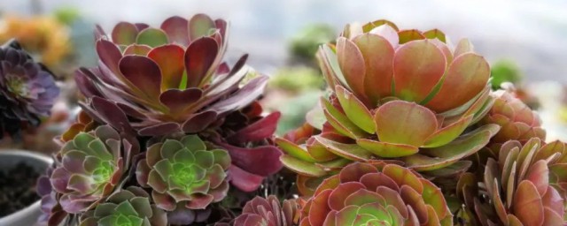 魔法师多肉植物怎么养? 魔法师多肉植物的养殖技巧