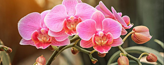 兰花如何养护才能长出花蕾 兰花怎样养出花苞要领分享