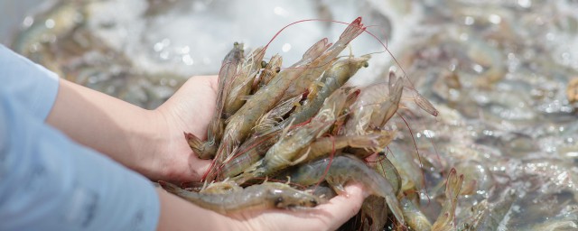 活虾怎么保存半天不死? 怎么保存活虾半天不死