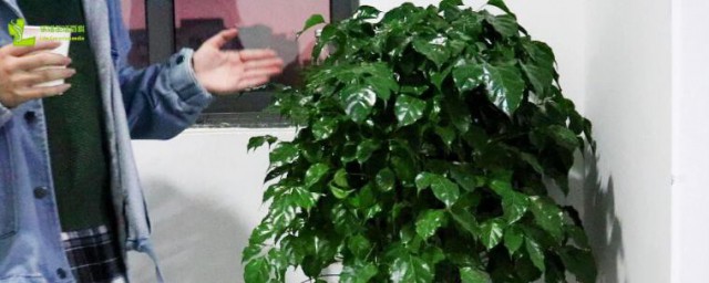 室内幸福树怎么养才能更旺盛? 室内幸福树如何养才能更旺盛