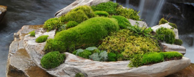 盆景青苔怎么培养? 青苔盆景怎么培养