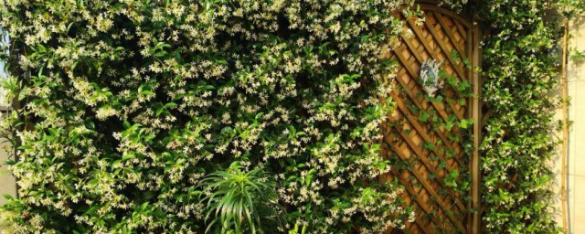 风车茉莉怎么养成花墙? 风车茉莉养成花墙的方法
