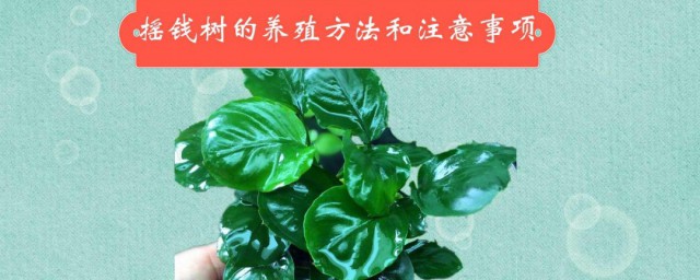 养摇钱树需要注意哪些? 养摇钱树注意事项