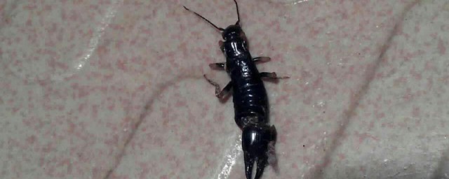 水虫怎么消灭 怎样杀灭大水虫
