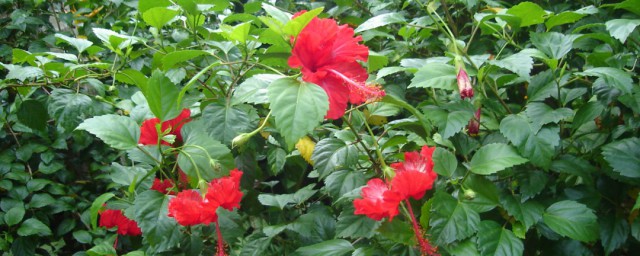 扶桑花黄叶子是怎么回事怎么补救? 扶桑花黄叶子应该怎么处理