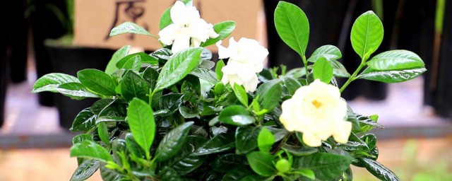 带花苞栀子花刚买回来怎么养? 怎么养的带花苞栀子花