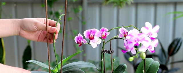 蝴蝶兰二次开花如何养 蝴蝶兰二次开花养殖办法