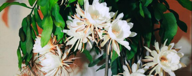 昙花如何养护才开花? 昙花怎么养护才开花