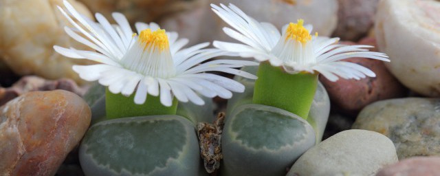 石生花怎么养活 石生花养植要领