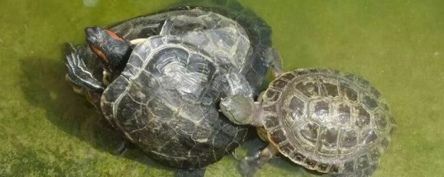 新手养龟怎么入门? 新手养龟如何入门