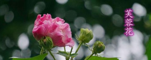 芙蓉雨歌词什么解释 芙蓉雨歌词展示