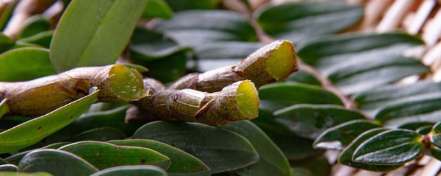 干铁皮石斛花如何存放 干铁皮石斛花保存技巧分享