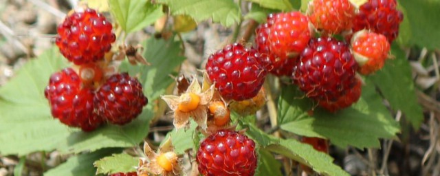 野草莓有哪几种 野草莓品种简介