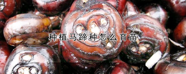 种植马蹄种怎样育苗 马蹄什么时间育苗最为合适