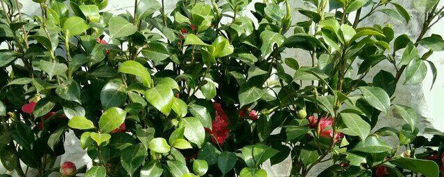 茶花树枯死的补救方式 茶花树枯死如何补救