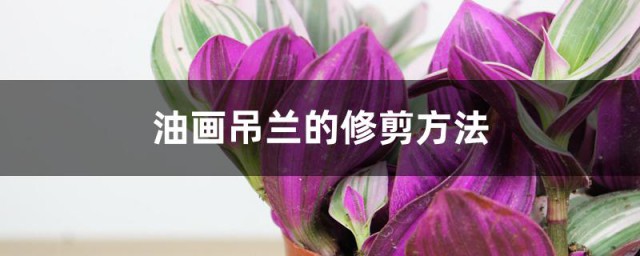 油画吊兰的修剪办法 油画吊兰什么时间剪最合适