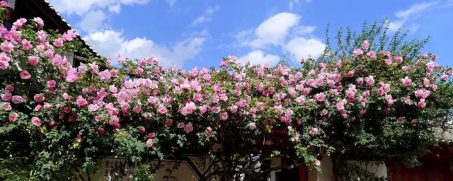 藤本花卉有哪些品种 藤本花卉品种介绍
