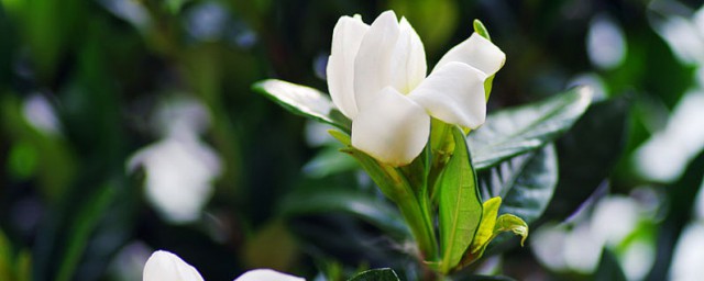 栀子花用土还是沙子 栀子花应该怎么种