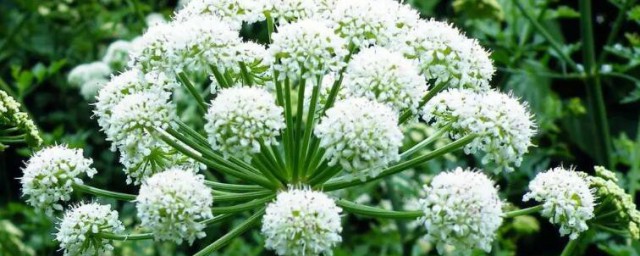 白芷来源的植物有哪些 白芷来源什么植物