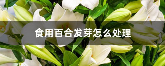 食用百合发芽怎么处理 食用百合的种植方法分享
