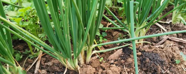 香葱怎么种植? 香葱种植方法介绍