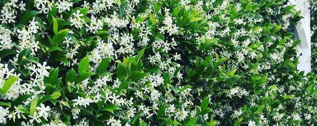风车茉莉驱蚊虫吗 风车茉莉驱不驱虫