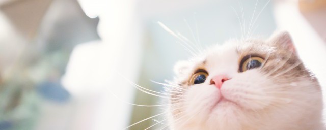 猫咪掉毛有没有好的方法 猫咪掉毛怎么办