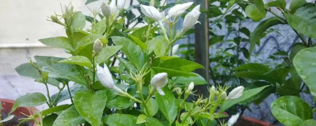 茉莉花叶子发黄干枯掉叶子如何办 茉莉花叶子发黄怎么解决