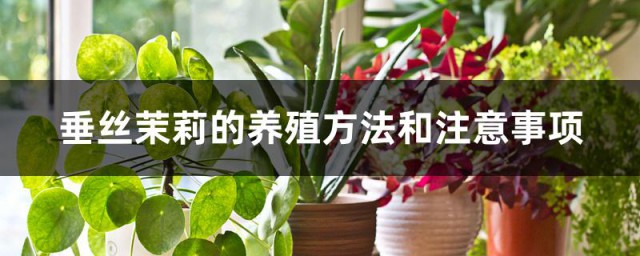垂丝茉莉的养殖办法和注意事项 垂丝茉莉养护办法分享