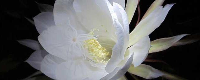 昙花抽杆子是剪掉还是留着 昙花抽杆子保存好还是剪掉呢