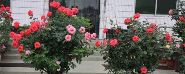 树桩月季怎么嫁接种植 树桩月季如何嫁接种植
