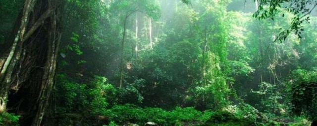 热带雨林里有什么植物 如何保护热带雨林?