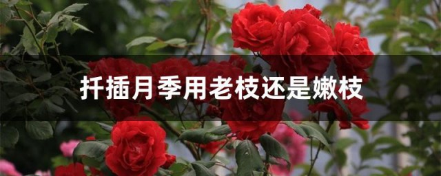 扦插月季用老枝还是嫩枝 扦插月季应该用老枝还是嫩枝