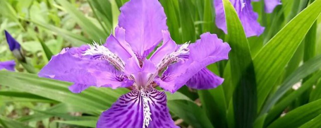 紫色鸢尾花隐藏花语 紫色鸢尾花隐藏花语是怎么的