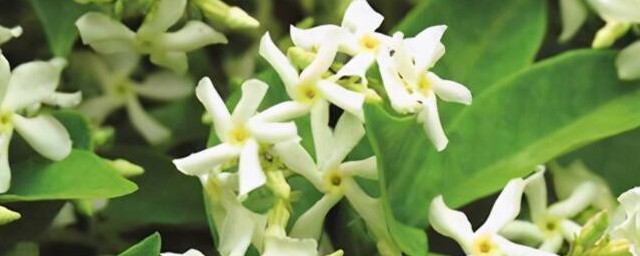 风车茉莉有毒吗可以家养吗 风车茉莉有没有毒可不可家养