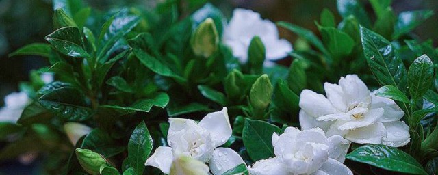 栀子花烂根如何抢救 栀子花烂根补救流程