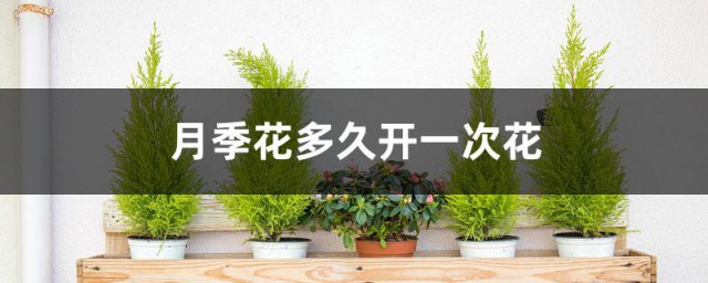 月季花多久开一次花 月季花多长时间开一次花