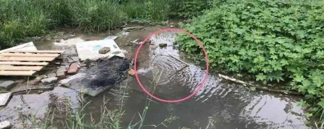 小墨蚊怎么消灭小窍门 小墨蚊消灭小窍门分享