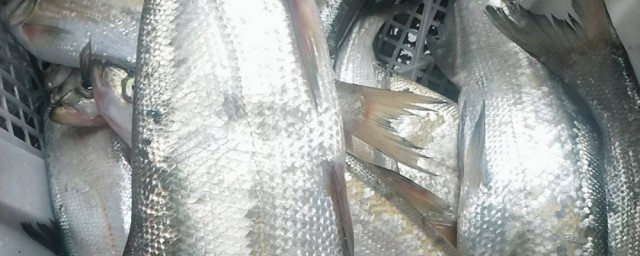 翘嘴是什么鱼 翘嘴的是什么鱼