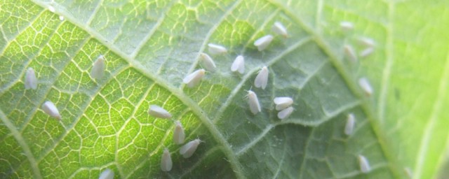 白粉虱消灭小窍门 教你6个除虱好方法