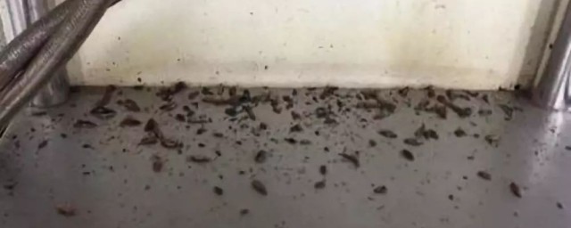 下水道小飞虫怎么消灭小窍门 怎么消灭下水道小飞虫小窍门