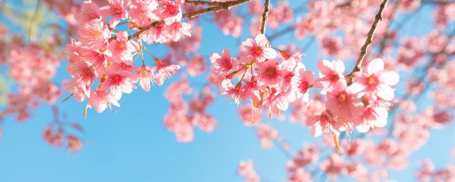 樱花的寓意 樱花的寓意是什么