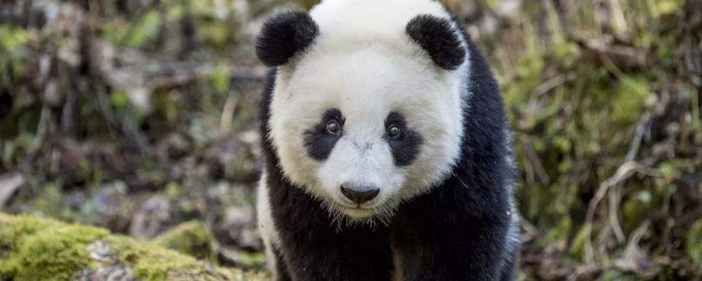 大熊猫的介绍和特点 怎么介绍大熊猫的特点