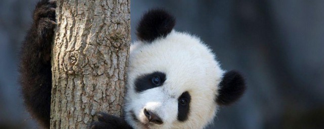 大熊猫怎么成国宝的 熊猫成为国宝的原因