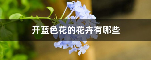 开蓝色花的花卉有哪些 蓝色花卉植物简介