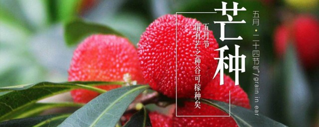 芒种时间要干什么 芒种时节有哪些农活