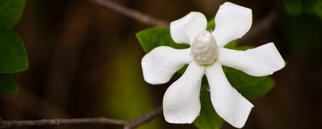 栀子花怎么浇水 栀子花浇水方式分享